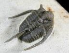 Cyphaspis Trilobite From Morocco #24806-1